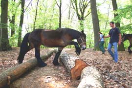 uitslepen_met_paard