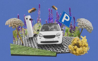 Studiedag over biodiversiteit op je parkeerterrein